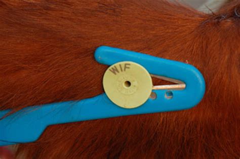 livestock ear tags rfid|cattle ear tags allflex.